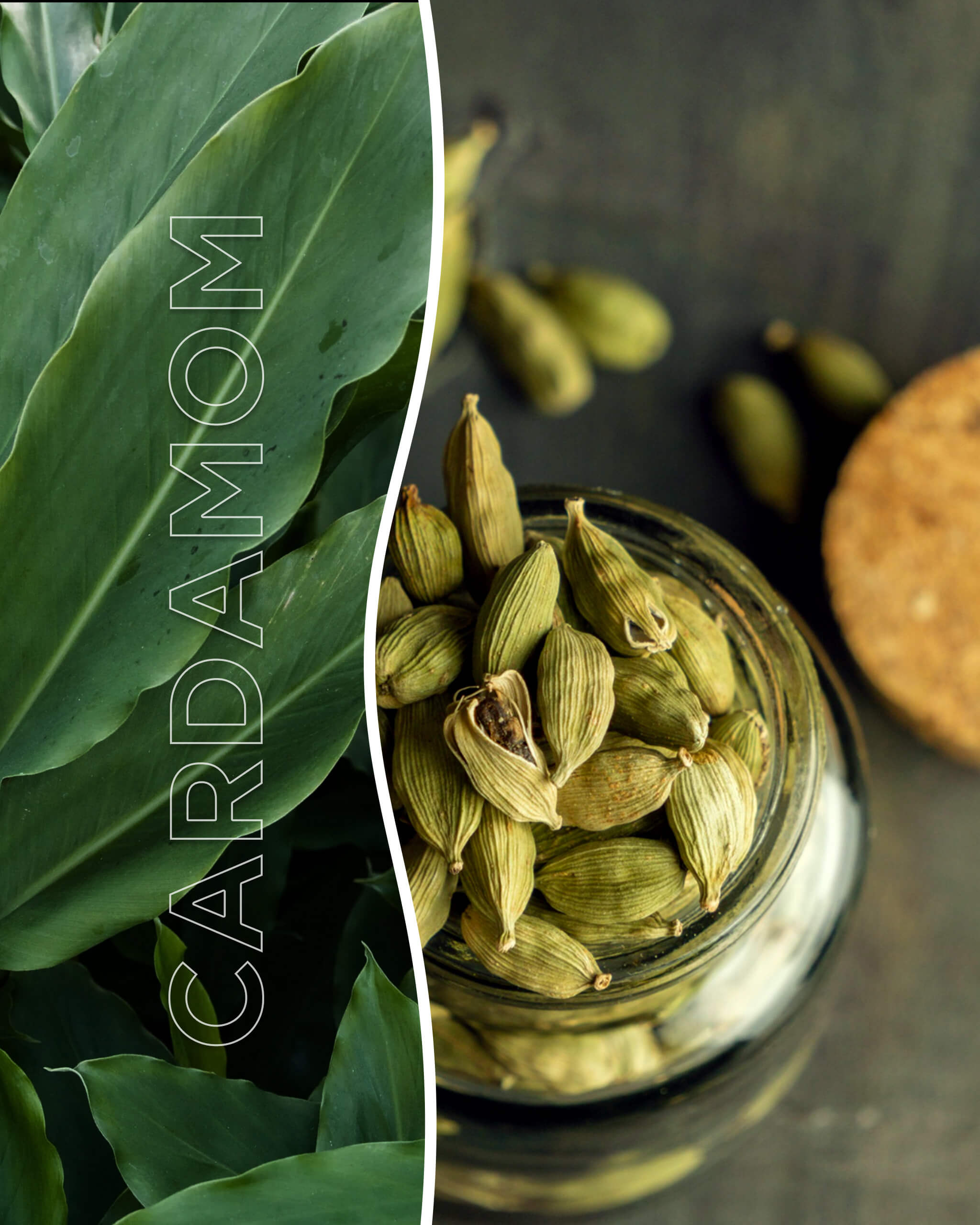 Cardamom