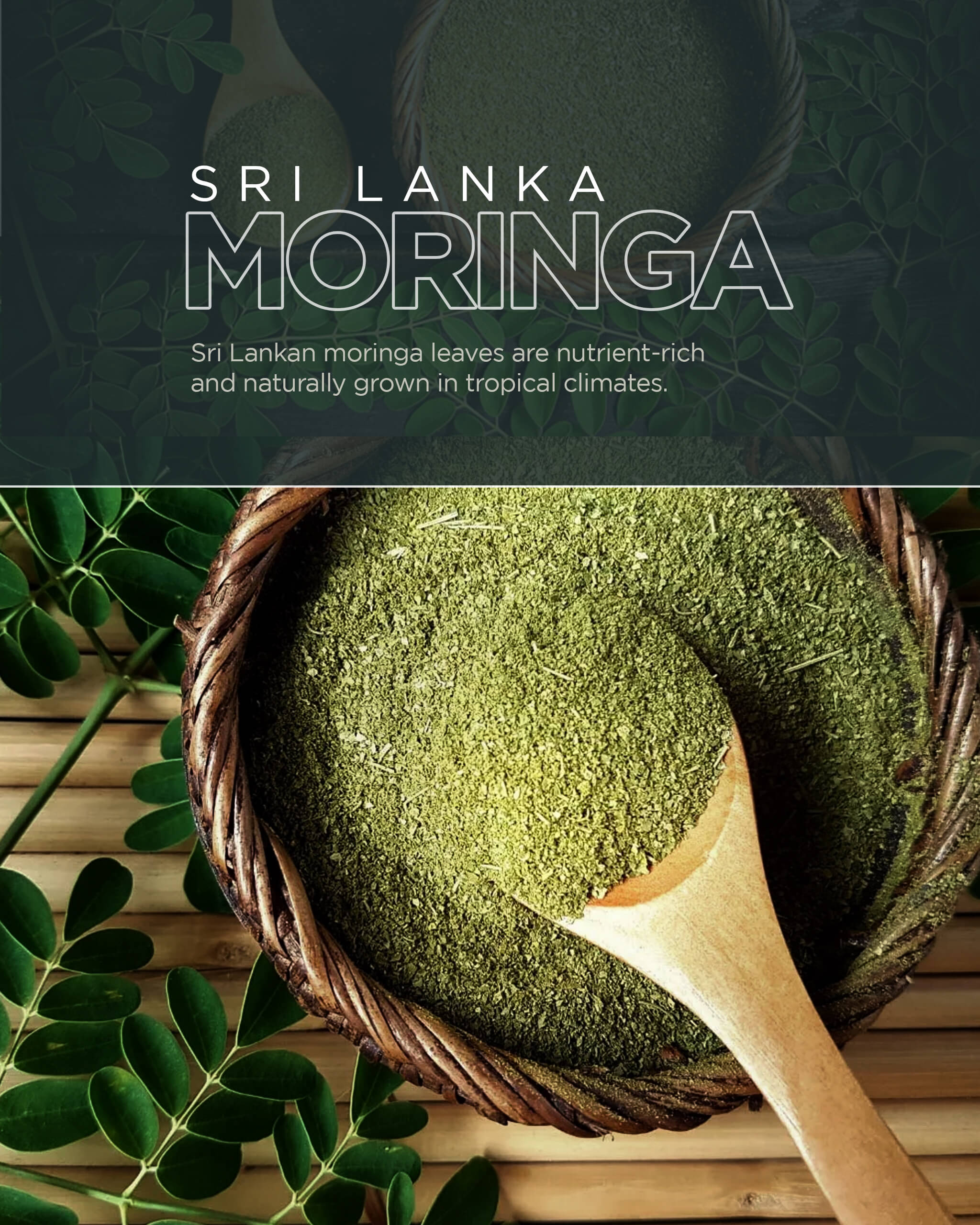  Moringa